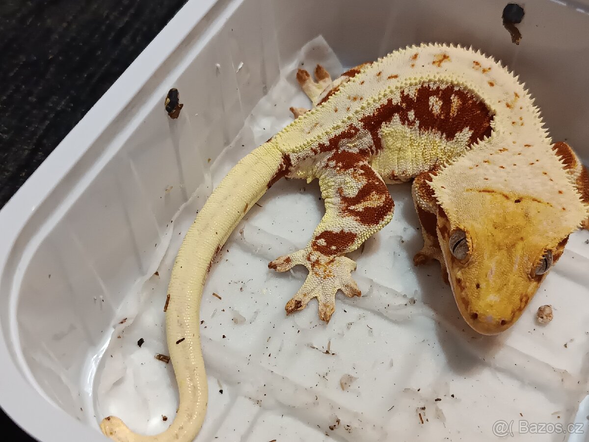 Pagekon řasnatý 1/3 - 14