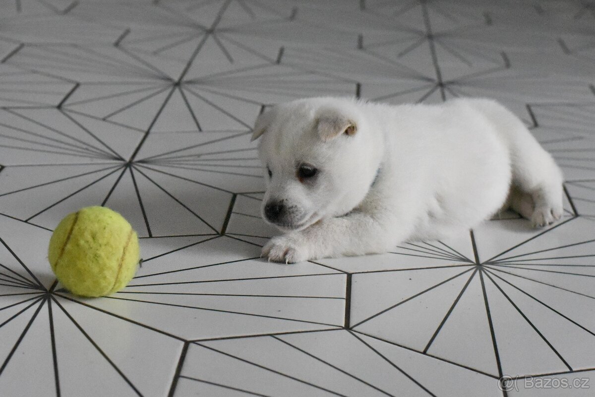 Kishu Inu štěňata s PP FCI - odběr na Vánoce - 14