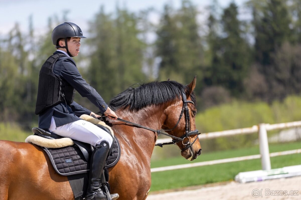Prodáme sportovního koně do drezury, do parkuru pro dítě, ju - 14