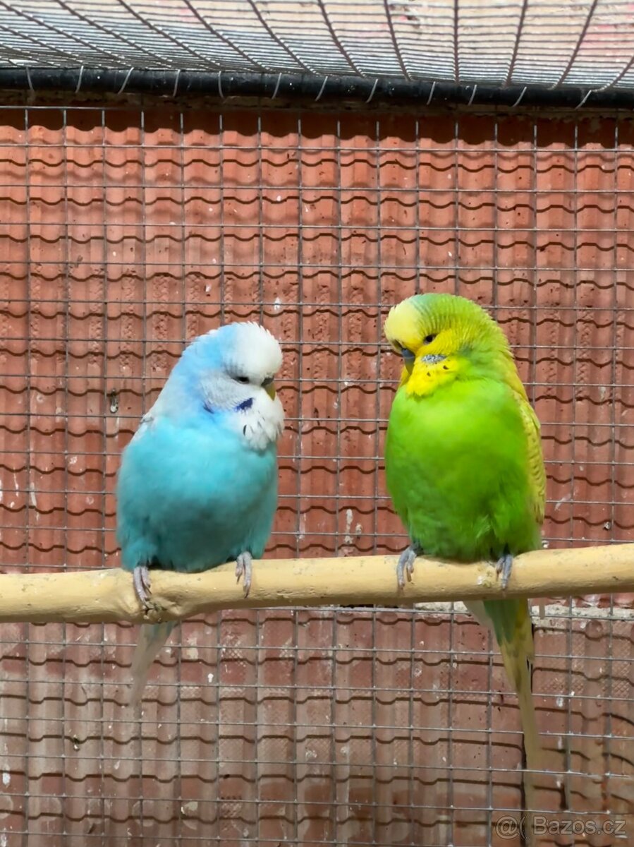 Andulky krotké a ochočené - 14