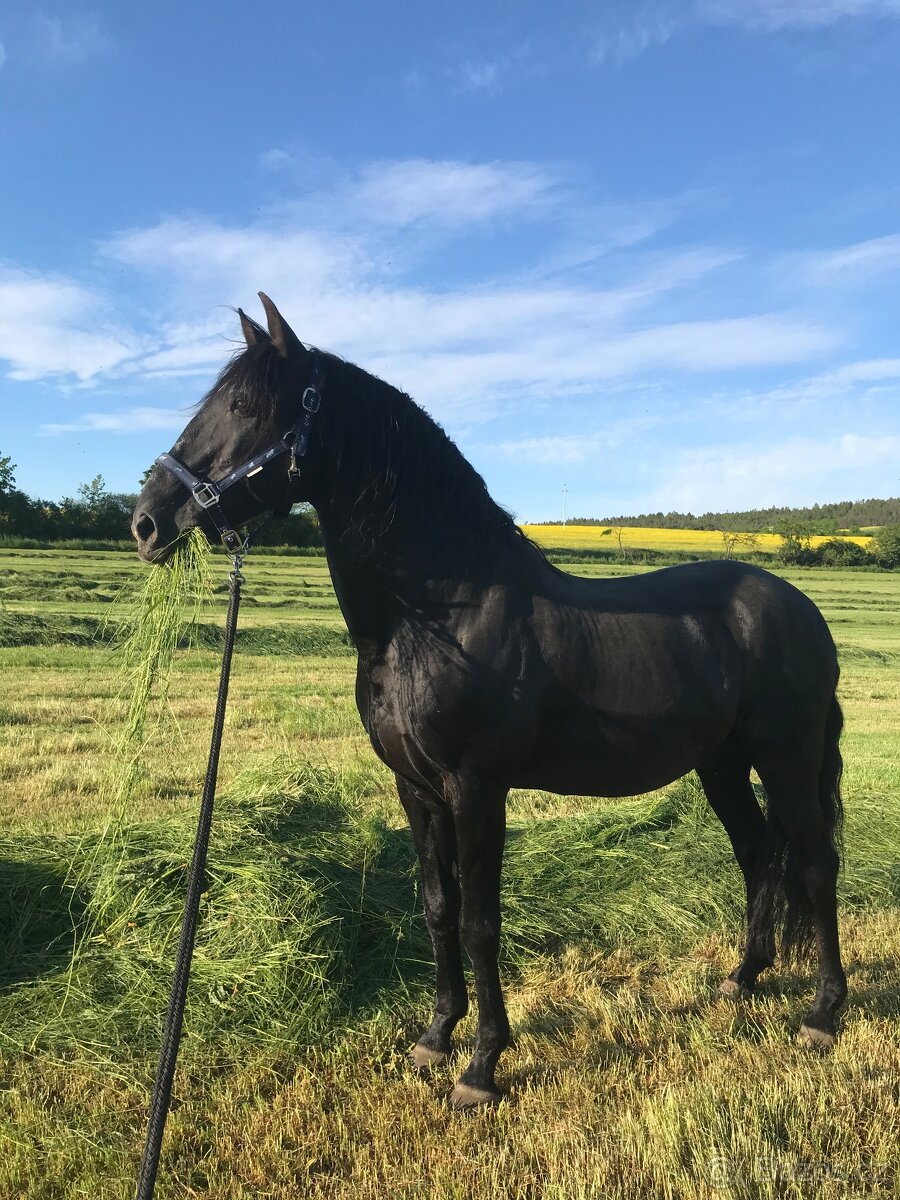 Lusitano charakterní klisna - 14