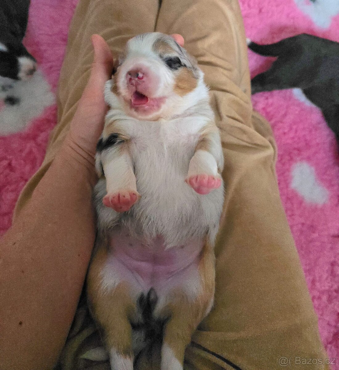 Australští ovčáci – dostupné štěňata s PP - 14