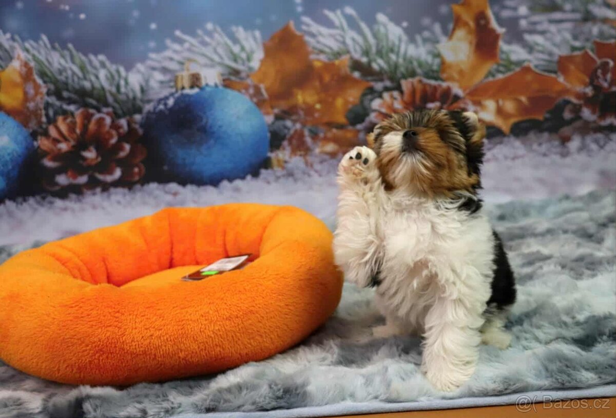 Biewer terriér jorkšírský - 14