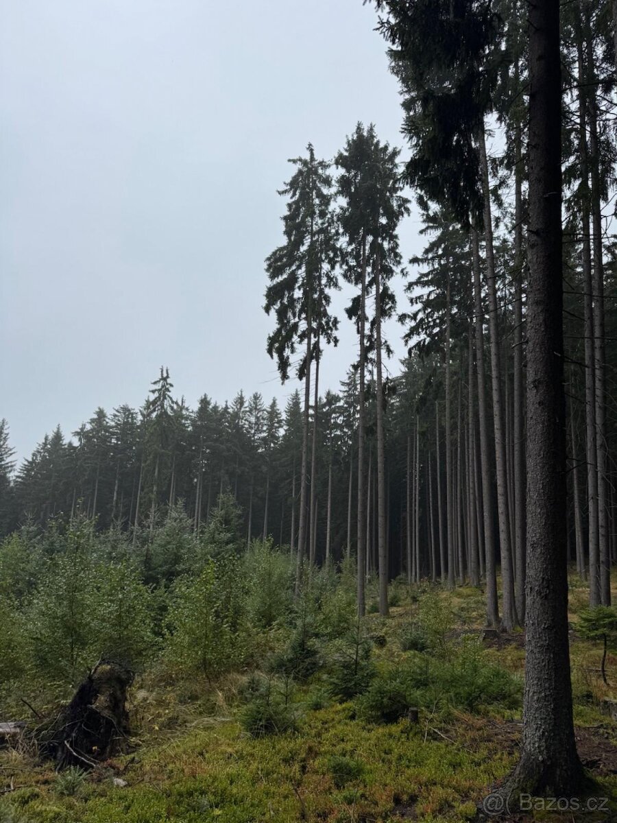 Prodám lesní pozemky v k.ú. Nicov - 14