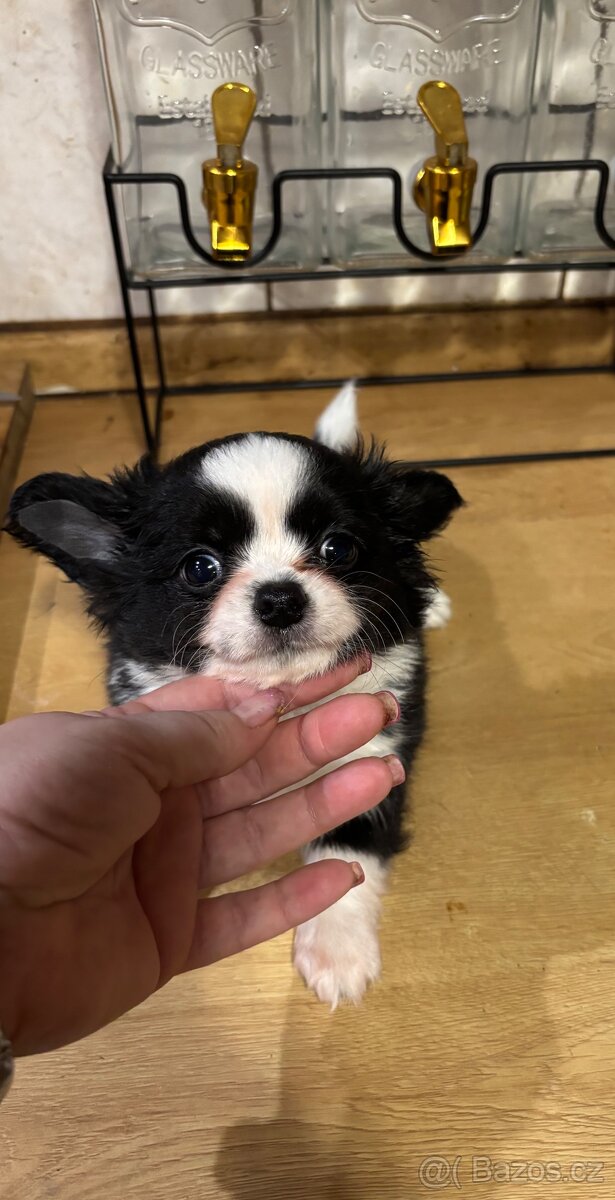 Chlapečkové čivava s PP FCI - 14