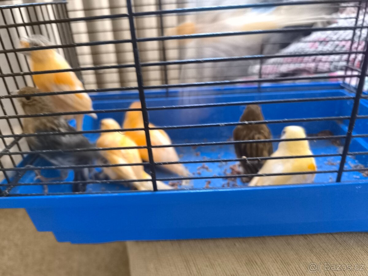 Prodám zebry chůvy,kanáři. - 14