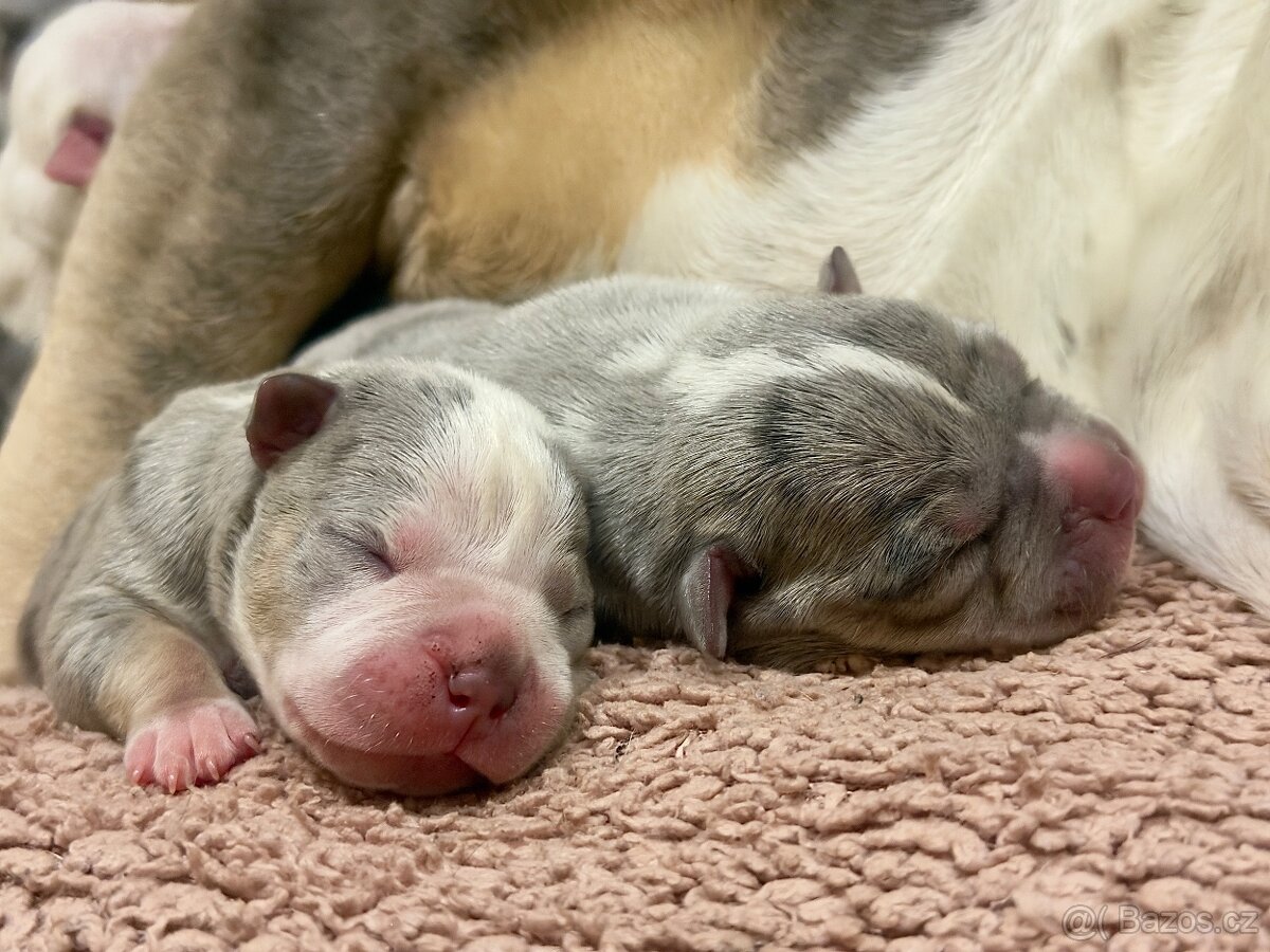 American Bully XL Tricolor - 14