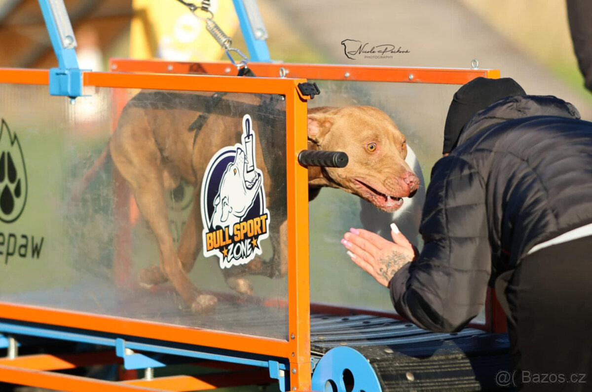 Americký pitbulterier štěňata s PP - 14