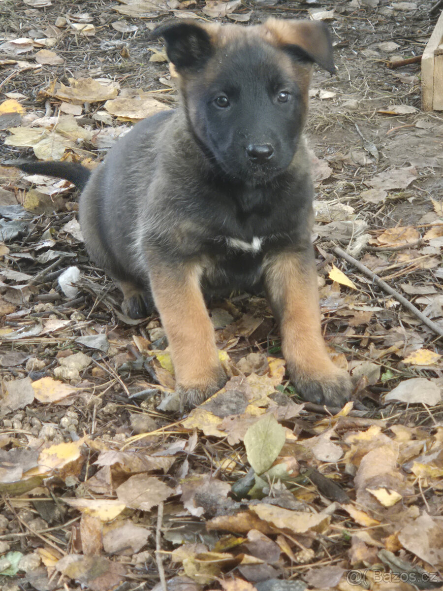 Štěně Belgického (75% podíl) a Německého ovčáka (25% podí - 14