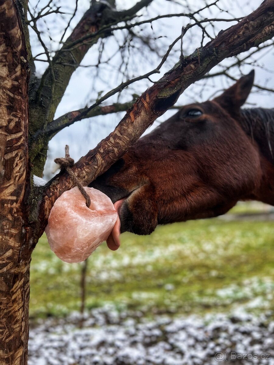 Pastevní ustájení v ráji i pro DUŠNÉ koně PRAHA 35 minut - 14