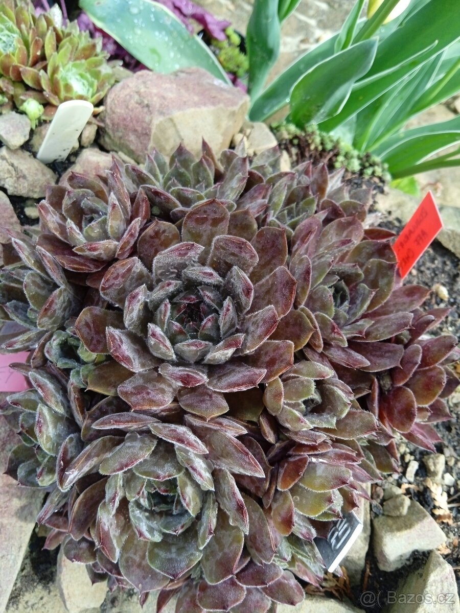 Odolné přebytky ze zahrady - 14