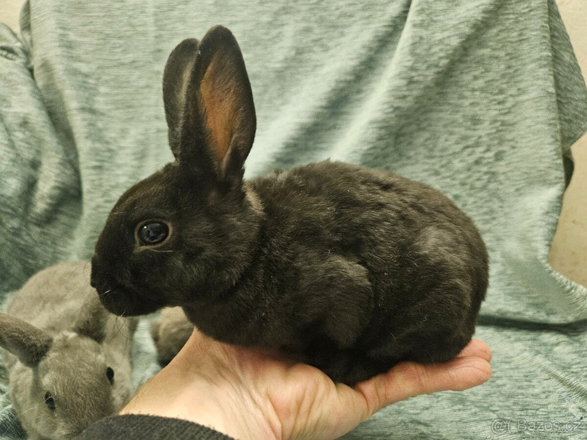 Zakrslý králíček - 14