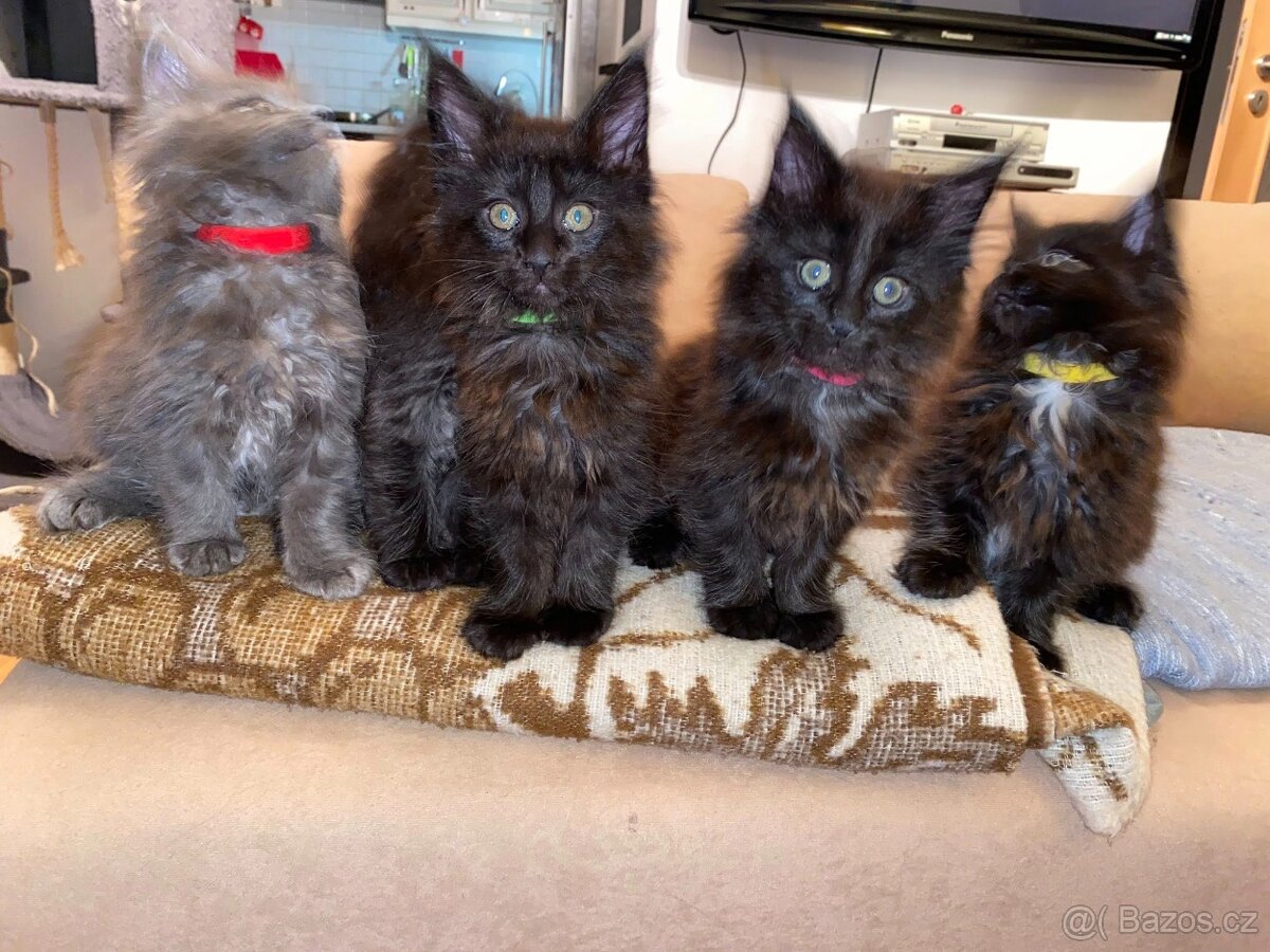 Poslední mainská holčička - blue smoked - JIŽ K ODBĚRU - 14