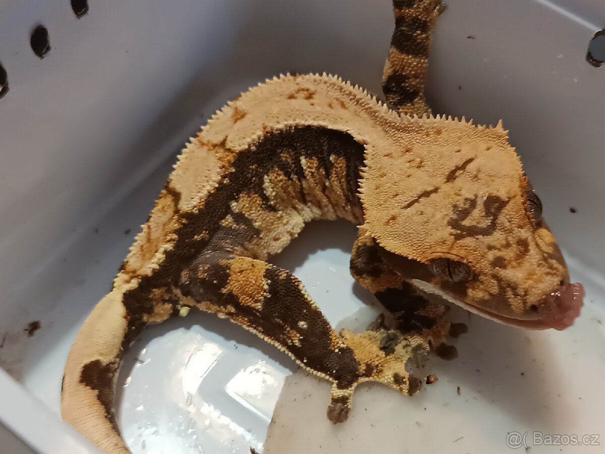 Pagekon řasnatý 2/3 - 14