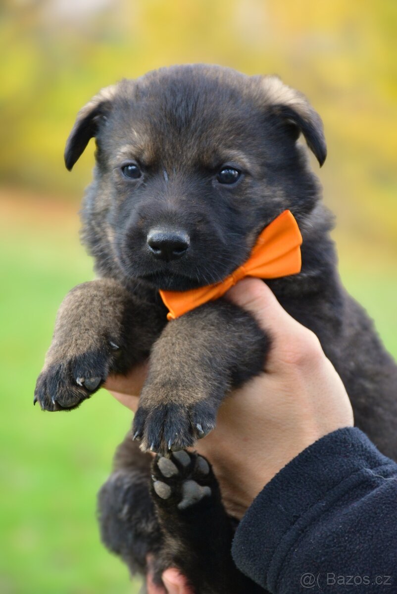 Německý ovčák s PP - 14