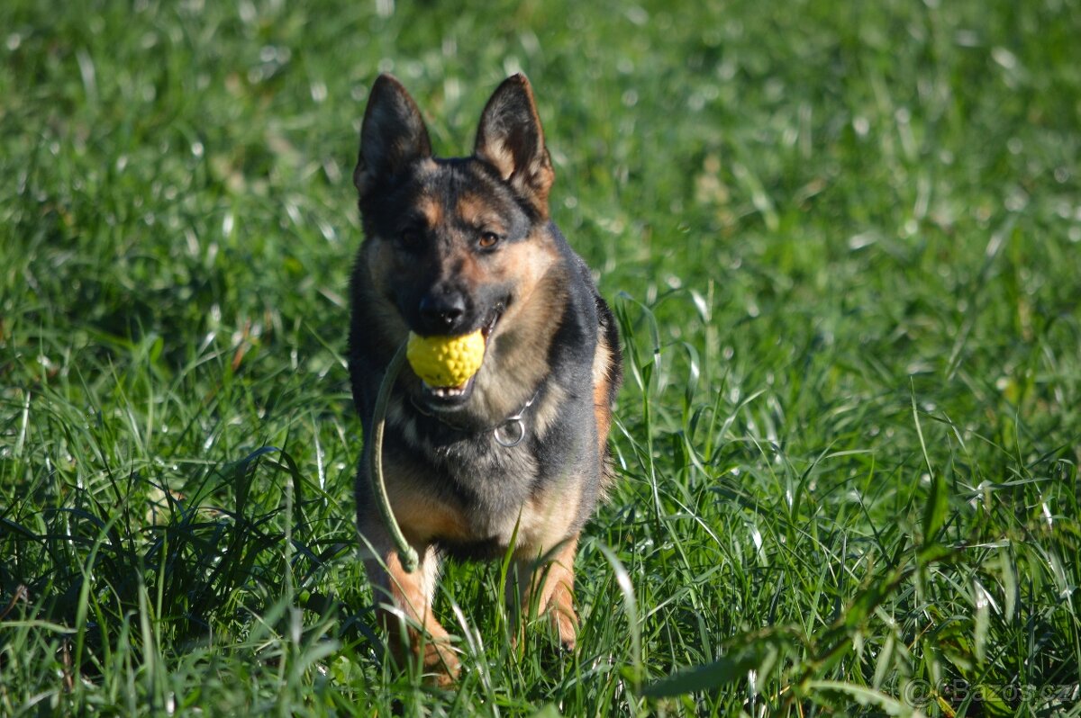 Německý ovčák-štěňata - 14