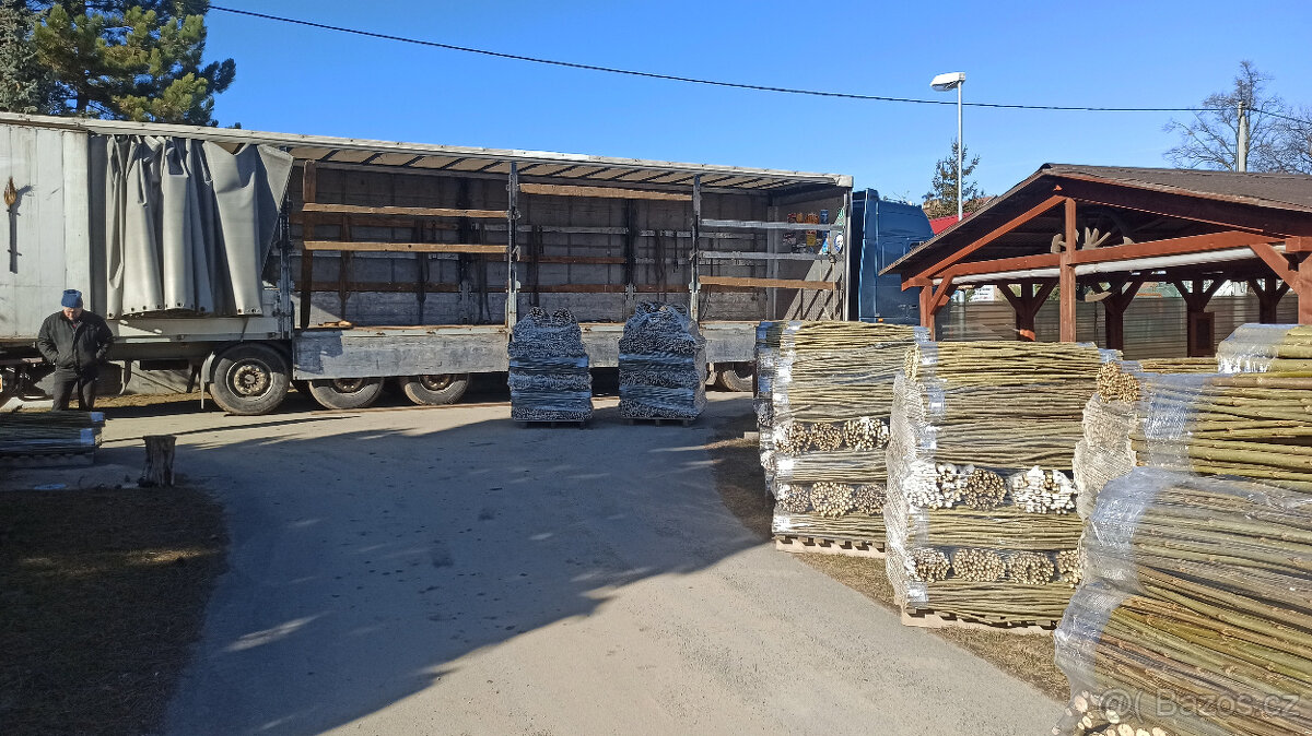 Japonský topol - sadba - 14