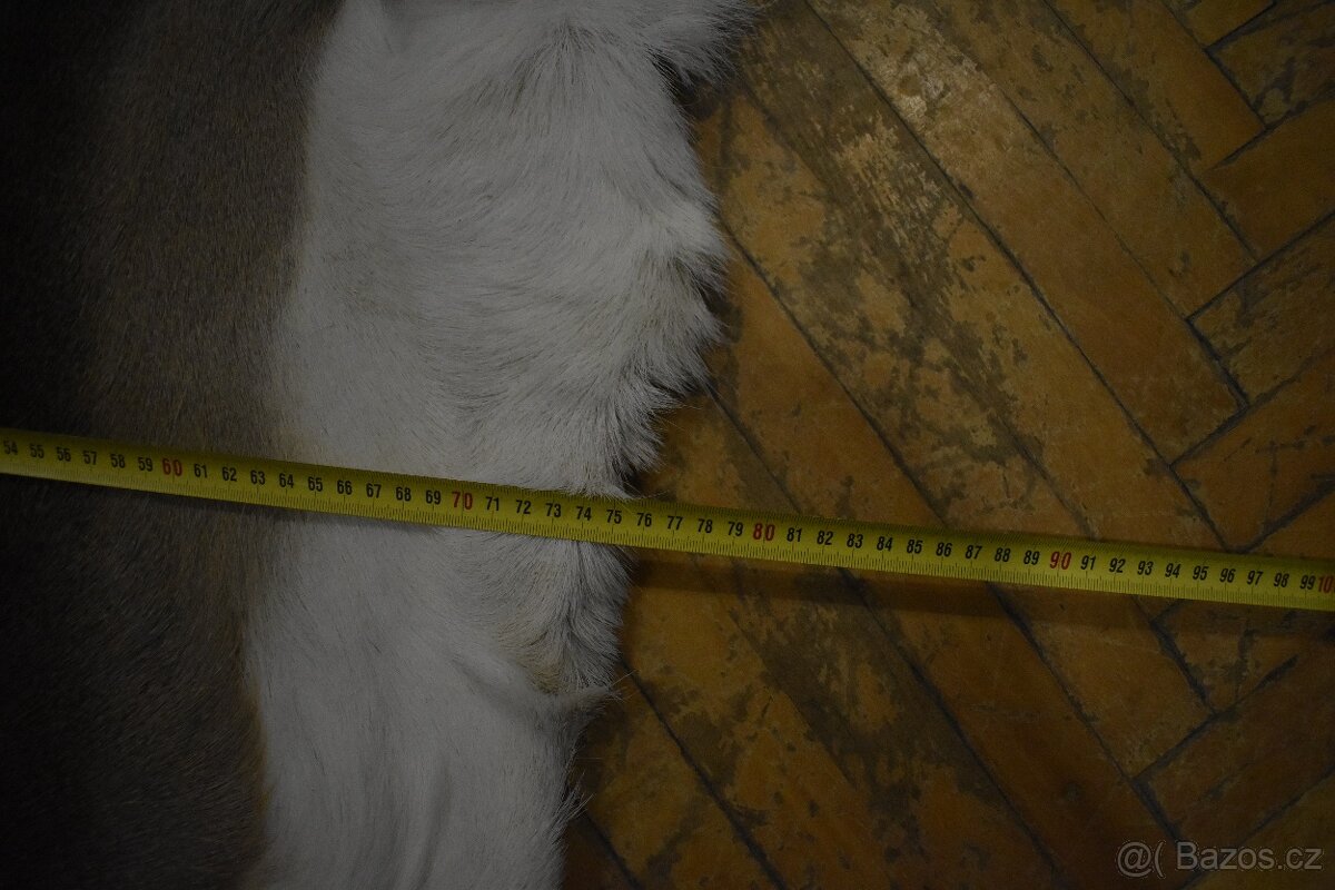 Kožešina daněk 2 - 14