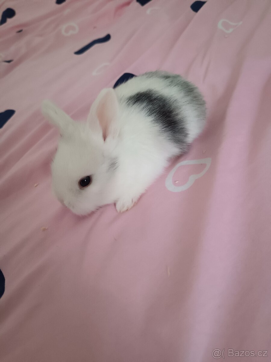 Zakrslý králík - 14