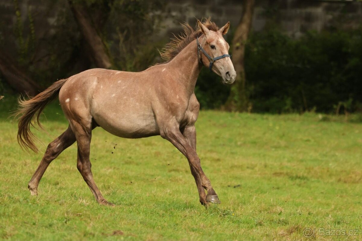 2,5 letí atraktivní a hodní valáškové - 14