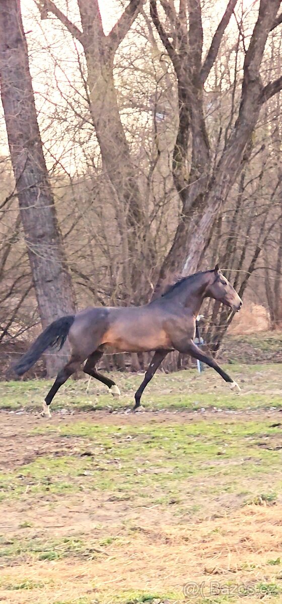 Lusitano hřebeček - 14