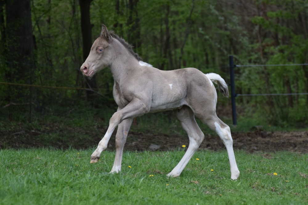 Připouštění AQH plemenným hřebcem Classic Champagne - 14