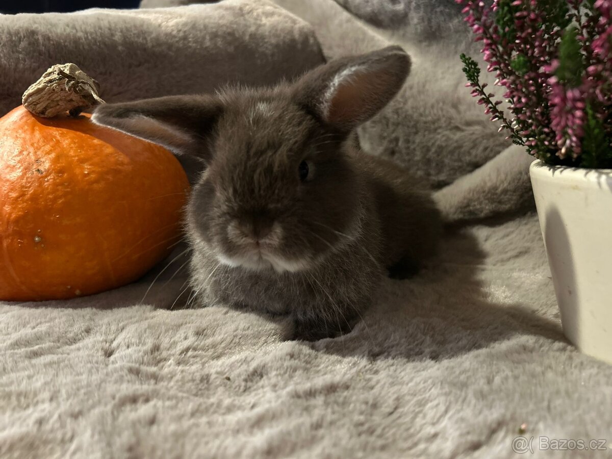 Minilop zakrslý kralíček - 14