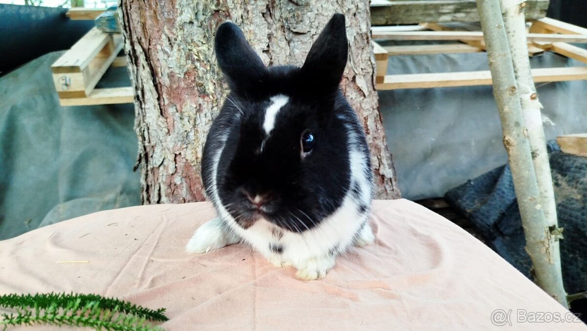 Zakrslý králík - 14