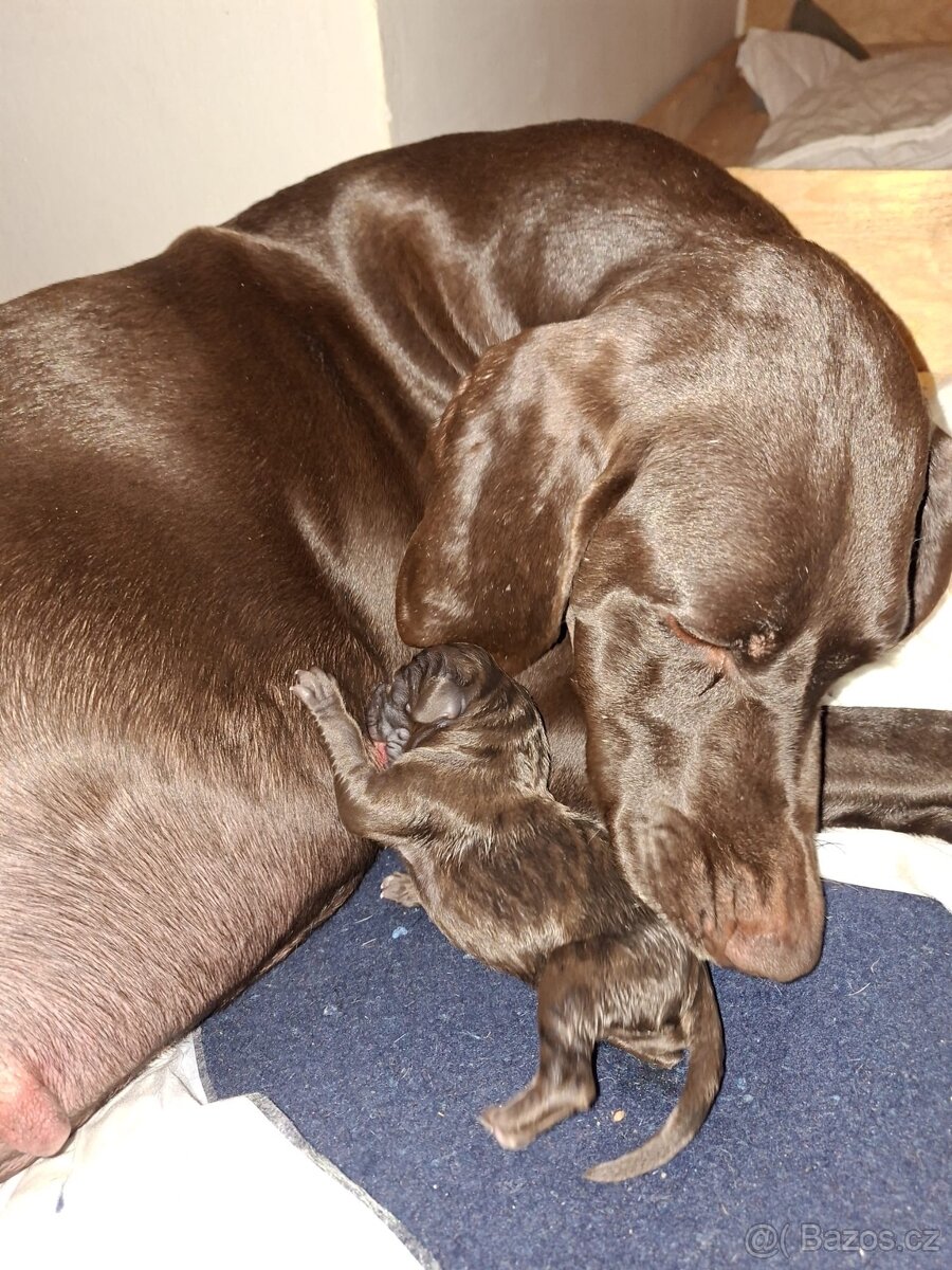 Německý krátkosrstý ohař - 14