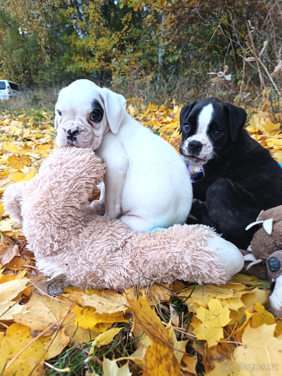 Německý boxer - 14