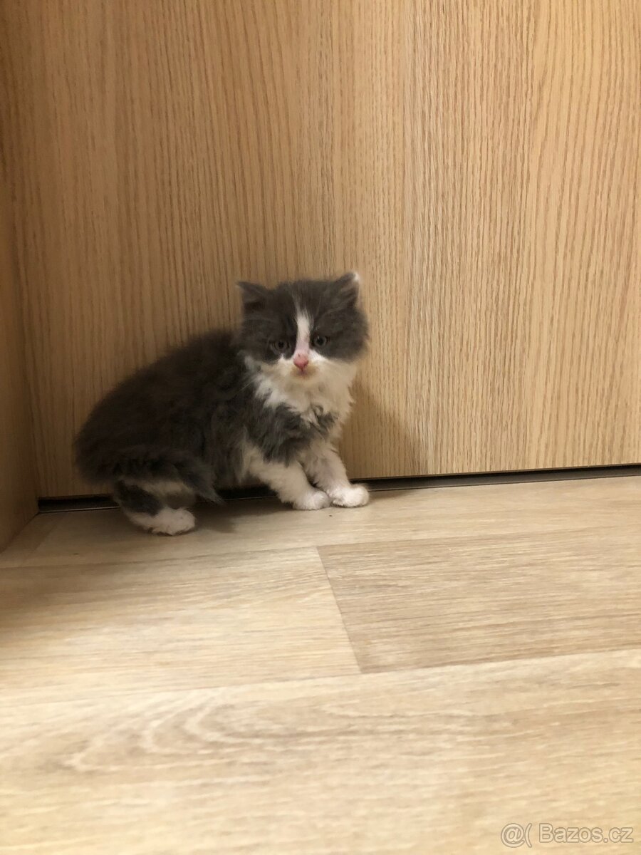 Britská koťata k odběru po rodičích s PP + výbava - 14