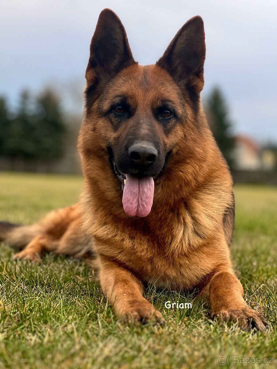 Německý ovčák štěňata - 14