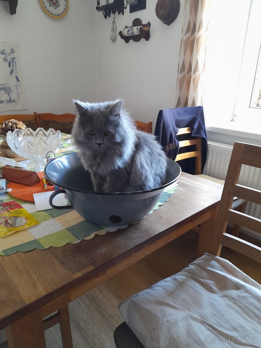 Prodej kocourka.. důvod stěhování - 14