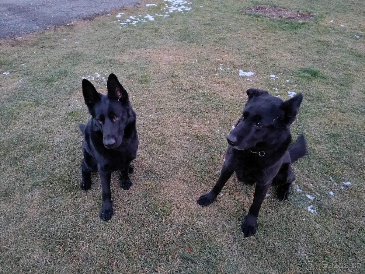 Německý ovčák - 14