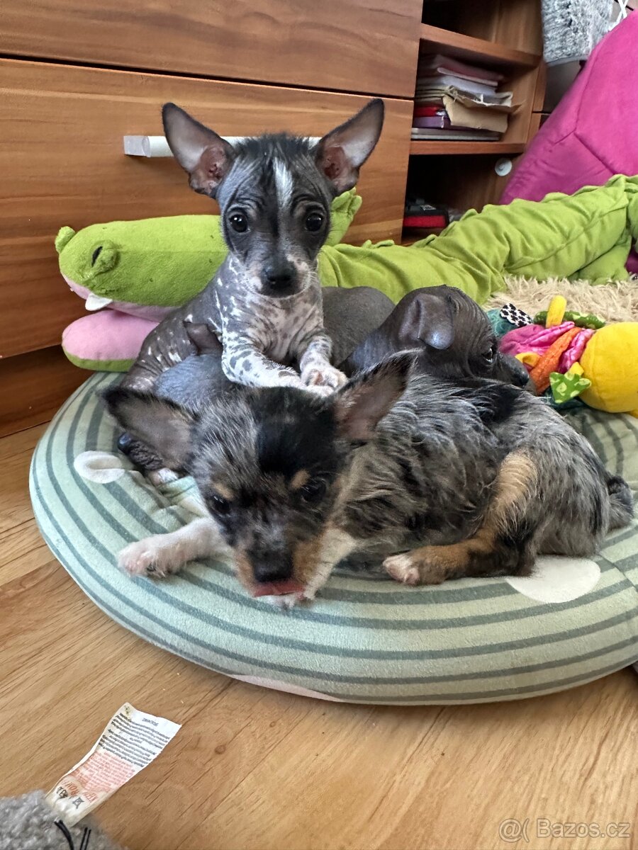 Hairless čivava - naháč - 14