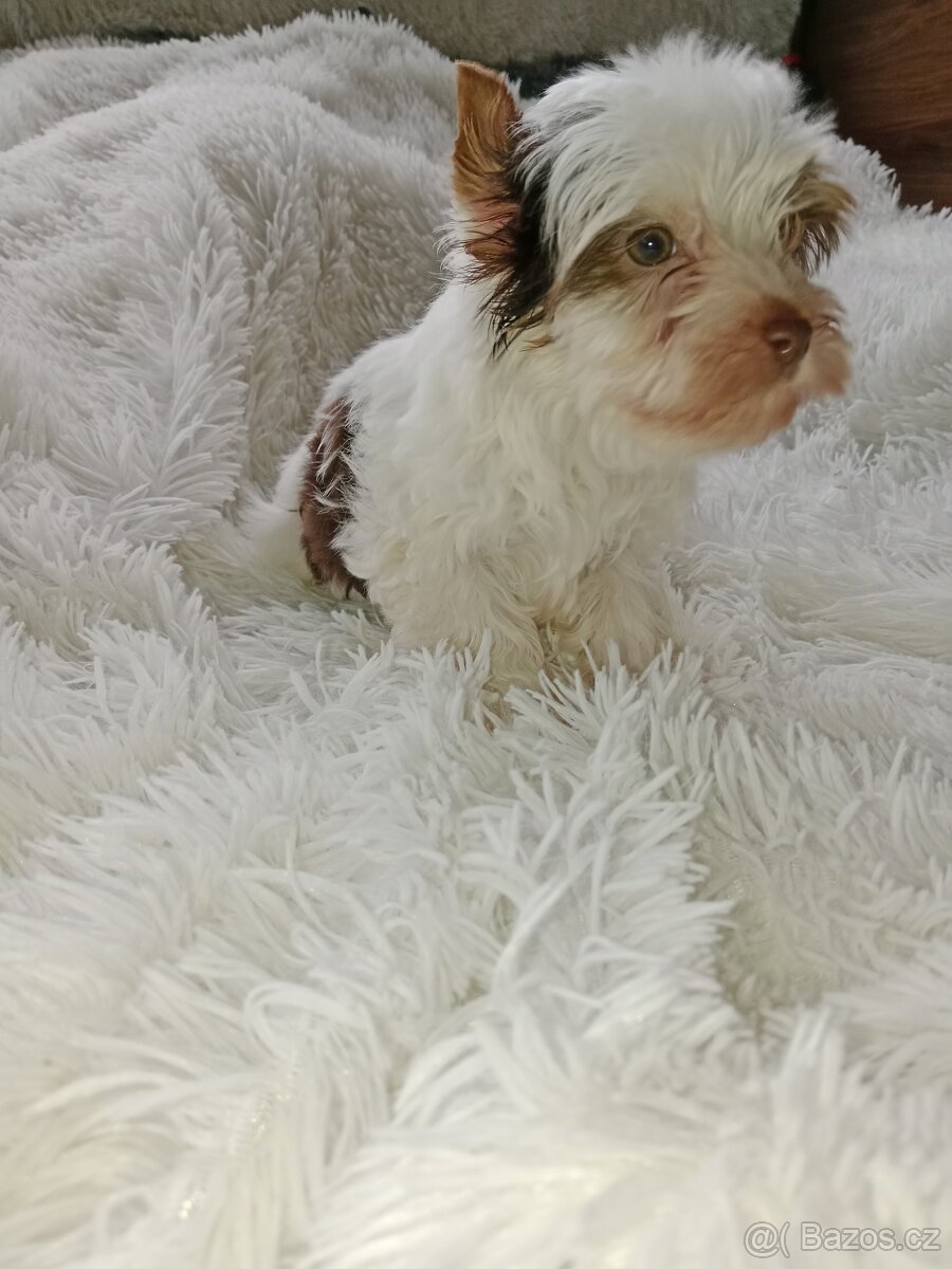 Jorkšírský teriér - 14