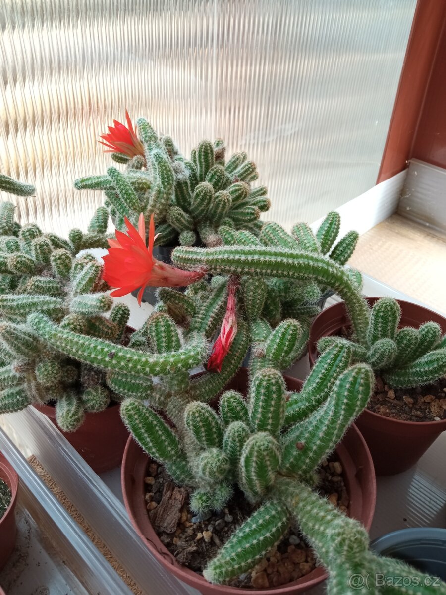 Kaktusy a sukulenty 30 Kč za kus - 14