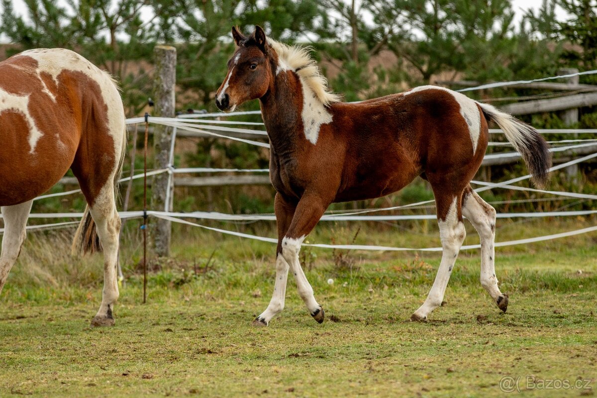 Letošní paint horse klisnička - 14