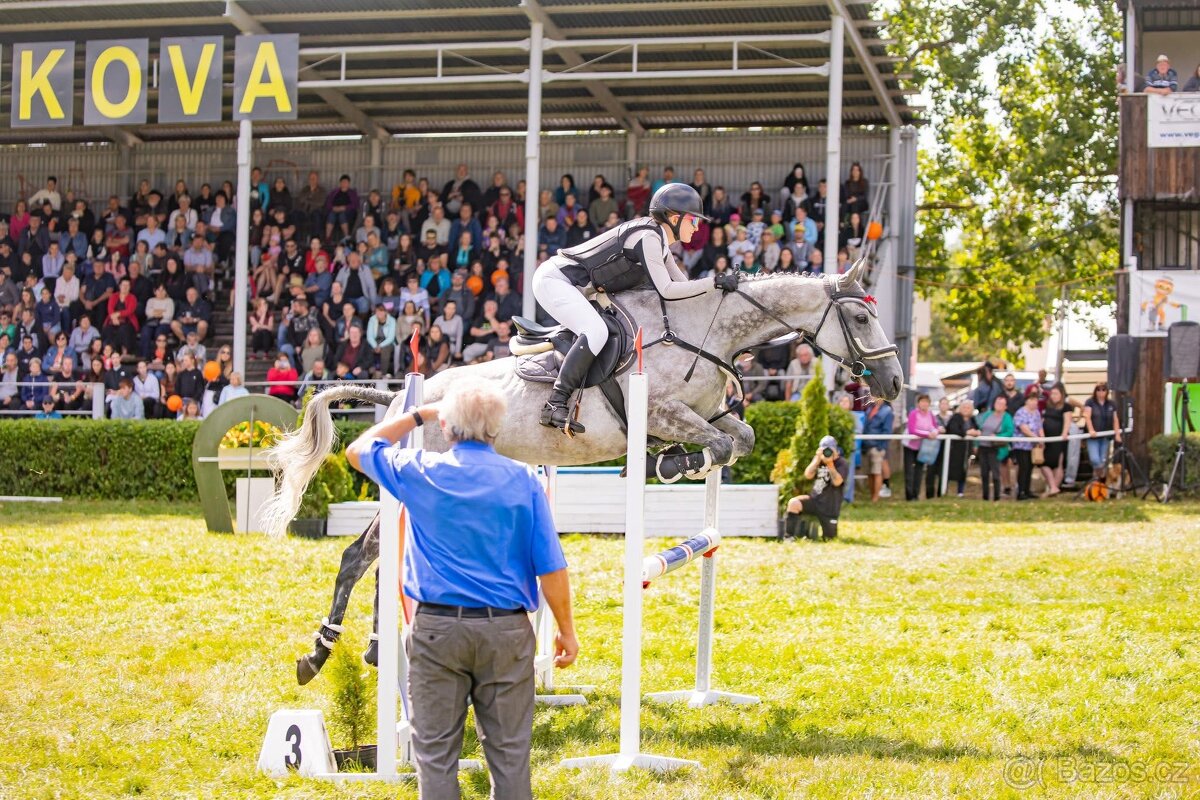 8 letá klisna do sportu - 14