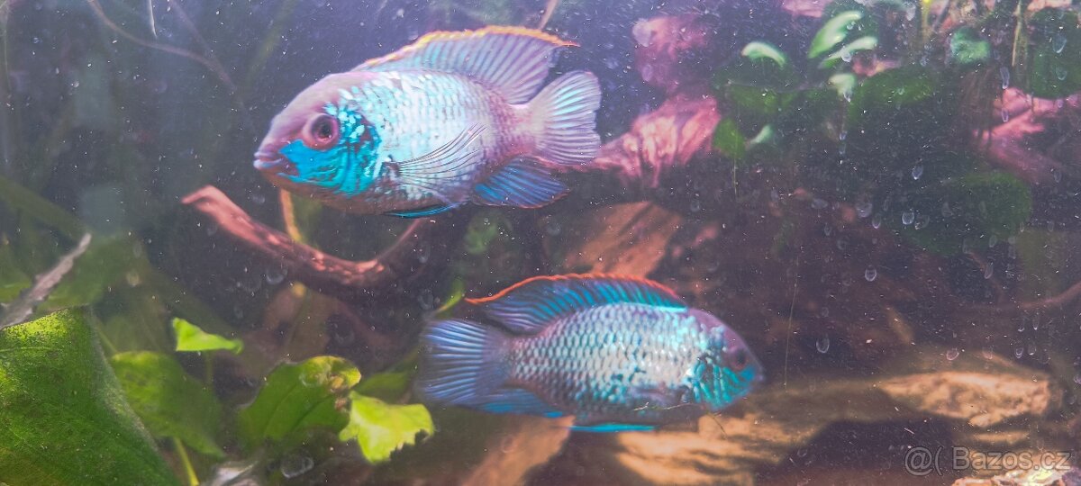 Akara cichlida papuščí endlerky krevetky - 14