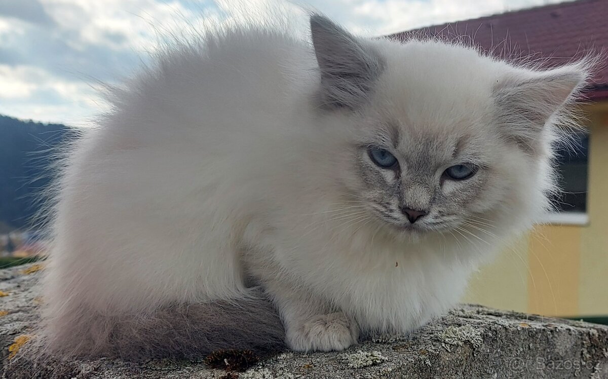 Maciatka ragdoll na odber - 14