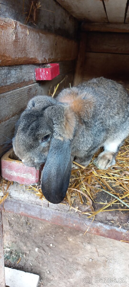 Francouzský beran - 14