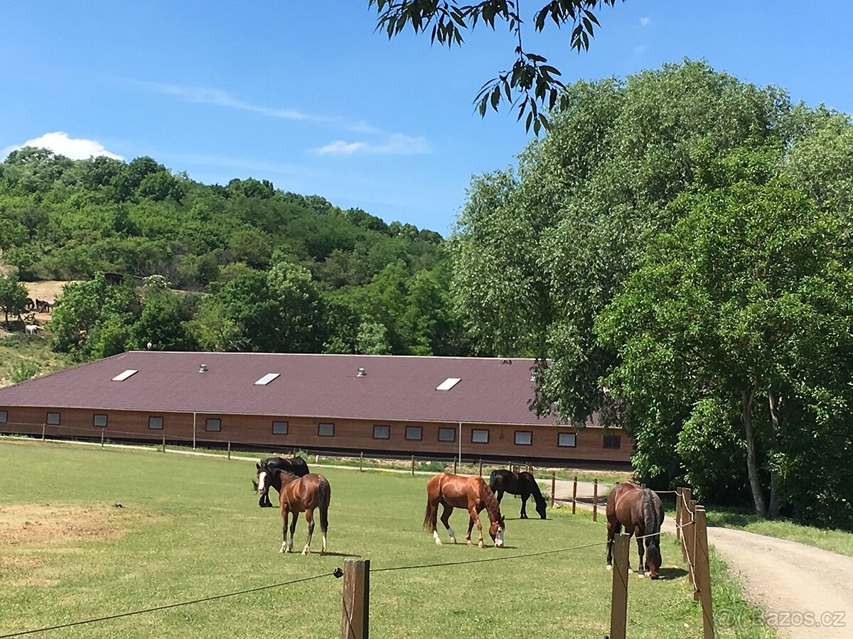 Ustájení - 14