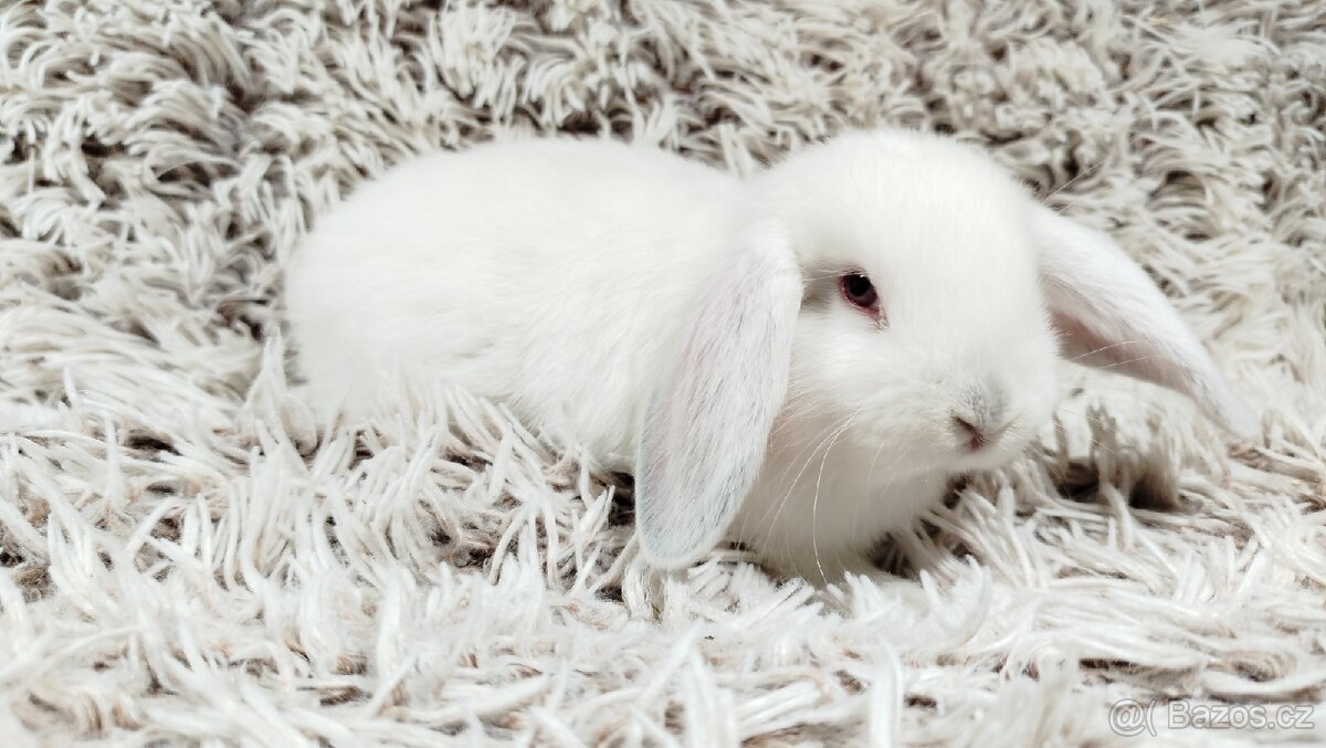 Zakrslý beránek, králíček, králík - MOLLY A MATEO - 14