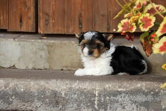 Biewer terriér- jorkšírský - fenka - 14