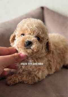 Maltipoo, fenka Murka 1000€‼️ - 14