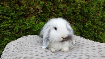 Zakrslý beránek, králíček, králík - MINDY - 14