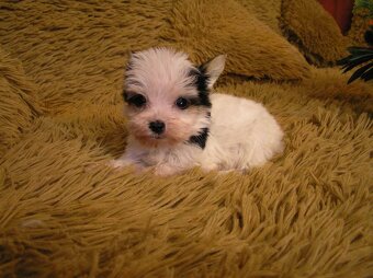 Štěňátka Biewer Yorkshire Terrier - 2 fenečky - 14