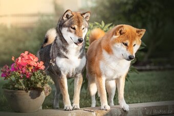 SHIBA štěňata k rezervaci - 14