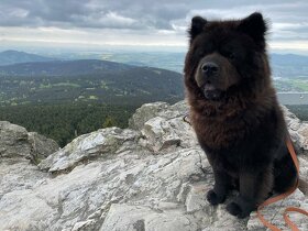 Hledáme fenku na krytí - Chow Chow (Čau Čau) - 14